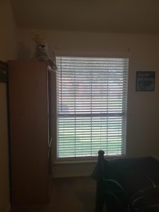 A dimly lit room features a bed and a tall wooden cabinet near a window with shades drawn. A stuffed animal perches atop the cabinet, while the walls are adorned with framed pictures. Soft light filters through the blinds, casting gentle patterns on the floor like open doors to another world.